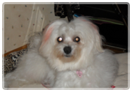 Milu Mascotas